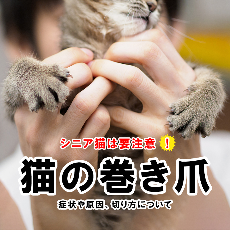 【獣医師監修】猫の巻き爪の放置は危険！切り方や予防法は？