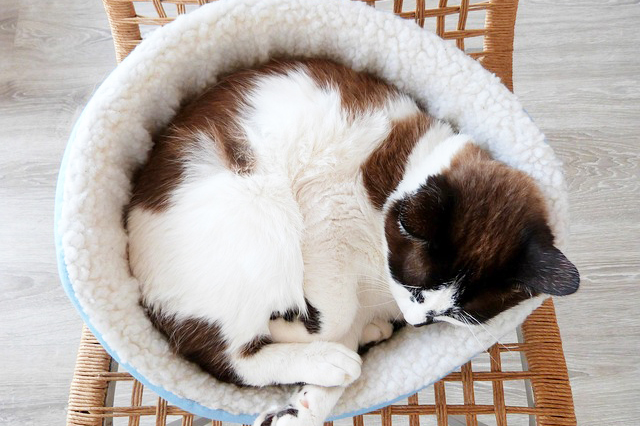 猫用ベッドの中で丸くなる猫