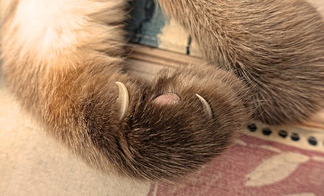伸びた猫の爪