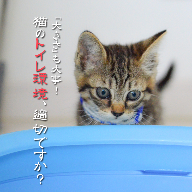 猫のトイレ問題の原因は大きさにある？選び方からおすすめ商品まで