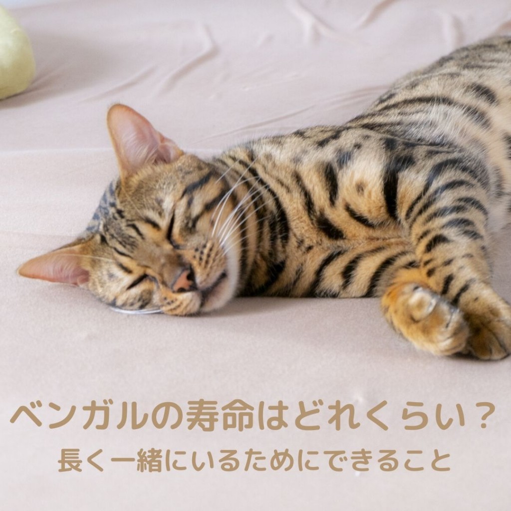 ベンガル猫の寿命はどれくらい 長く一緒にいるために私たちができること 猫の総合情報サイト ペットスマイルニュースforネコちゃん