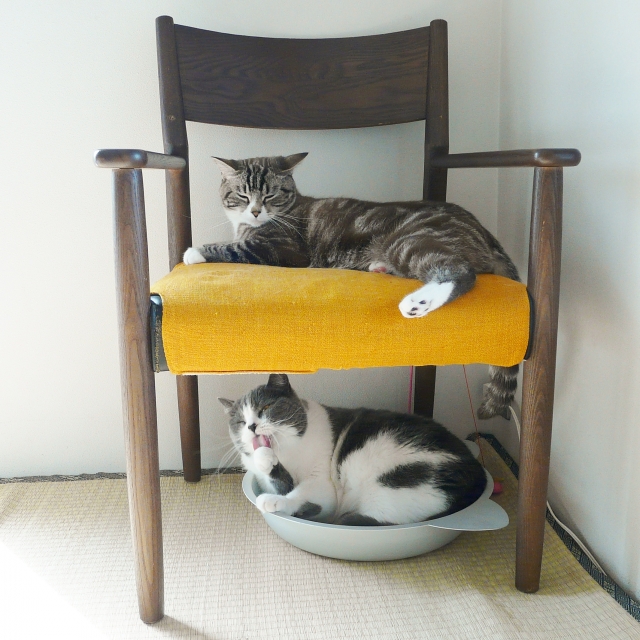 椅子の上下でくつろぐ猫たち