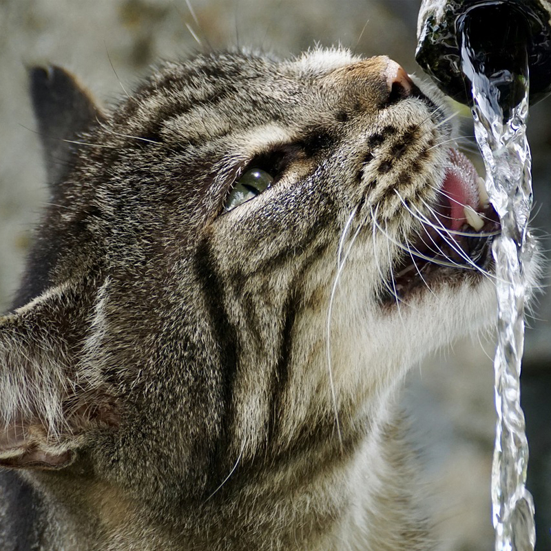 猫に水分を補給させる方法とおすすめグッズ！水を飲まない理由も解説