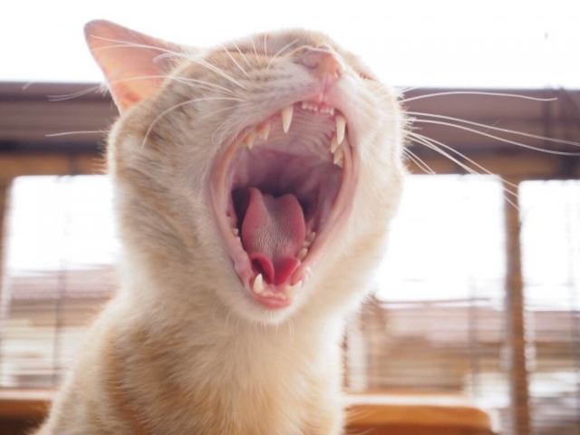 猫の前歯がないけど大丈夫？考えられる原因と歯に関係したトラブル｜猫の総合情報サイト ペットスマイルニュースforネコちゃん