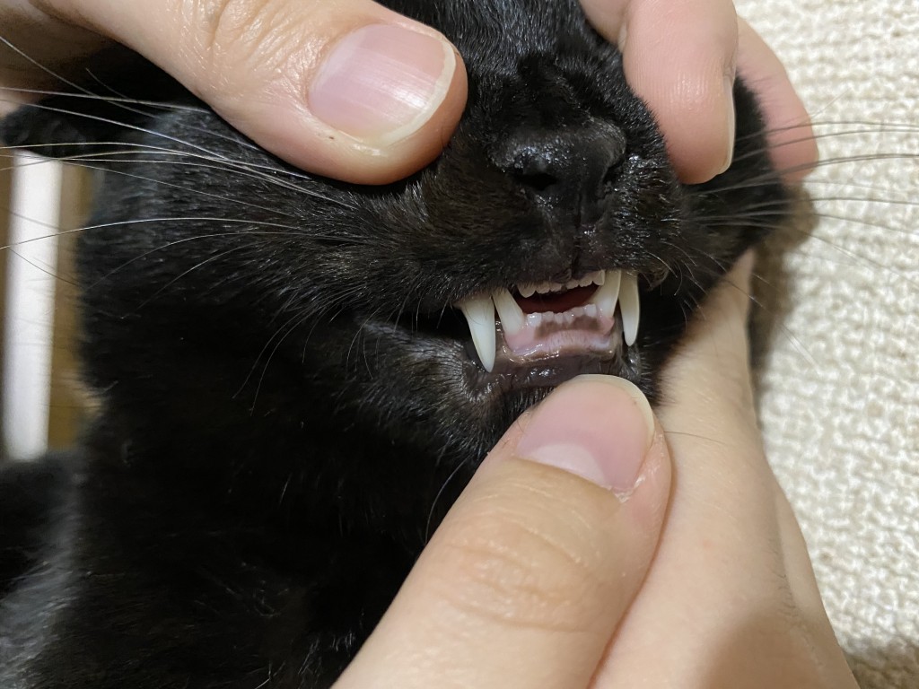 猫の前歯がないけど大丈夫 考えられる原因と歯に関係したトラブル 猫の総合情報サイト ペットスマイルニュースforネコちゃん