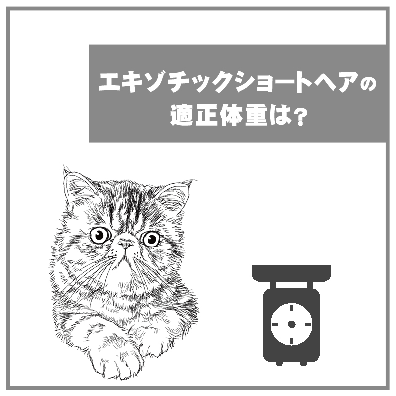 エキゾチックショートヘア 猫の総合情報サイト ペットスマイルニュースforネコちゃん