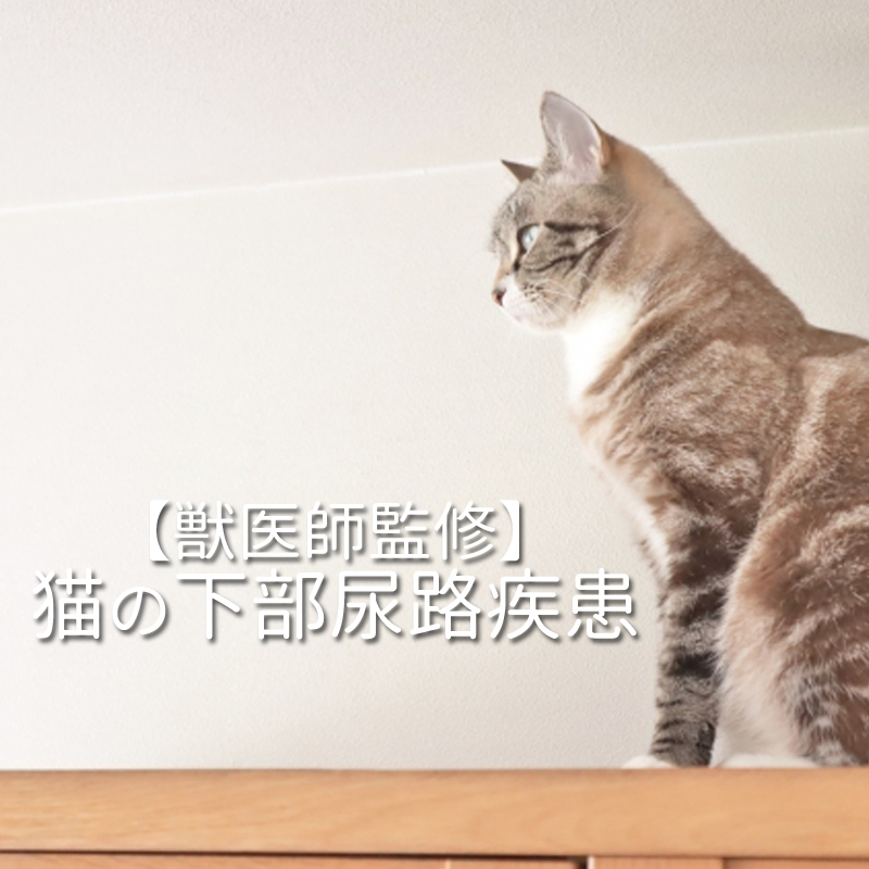 【獣医師監修】猫の下部尿路疾患って何？どんな病気なのか詳しく知りたい！