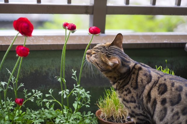 ベランダにいるベンガル猫と花