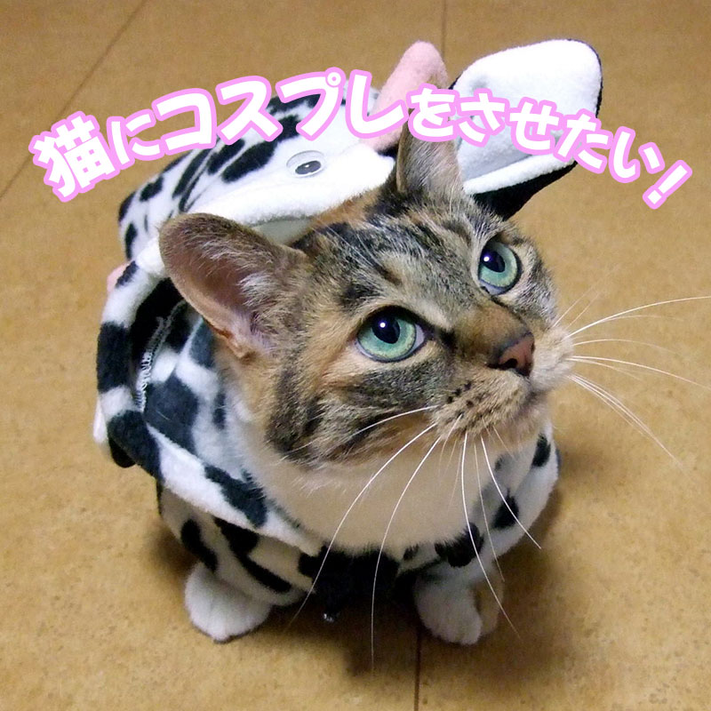 猫にコスプレをさせても平気？洋服を着るべき理由を考えてみた！