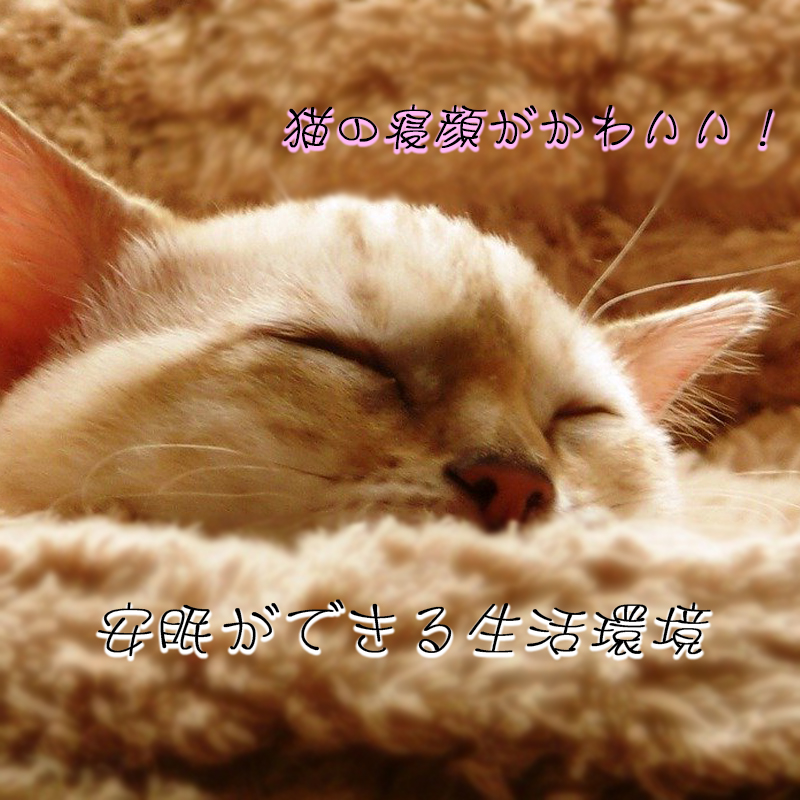猫の寝顔がかわいい！安眠ができるように生活環境を整えよう！