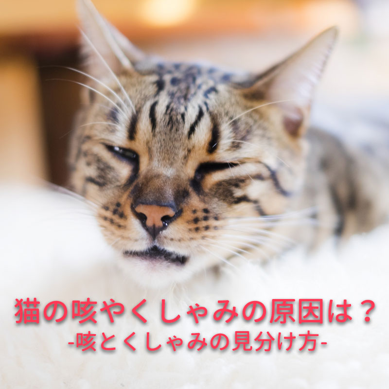 猫が咳やくしゃみを繰り返す原因は？考えられる病気の症状と予防法