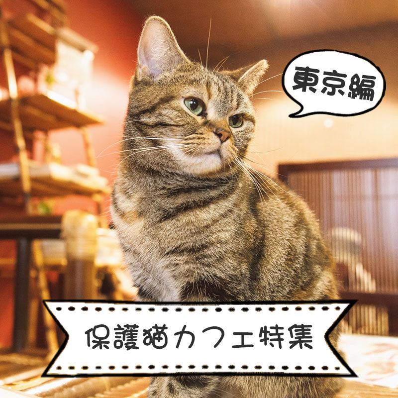 温かな空間で癒されよう！東京にある保護猫カフェをご紹介！