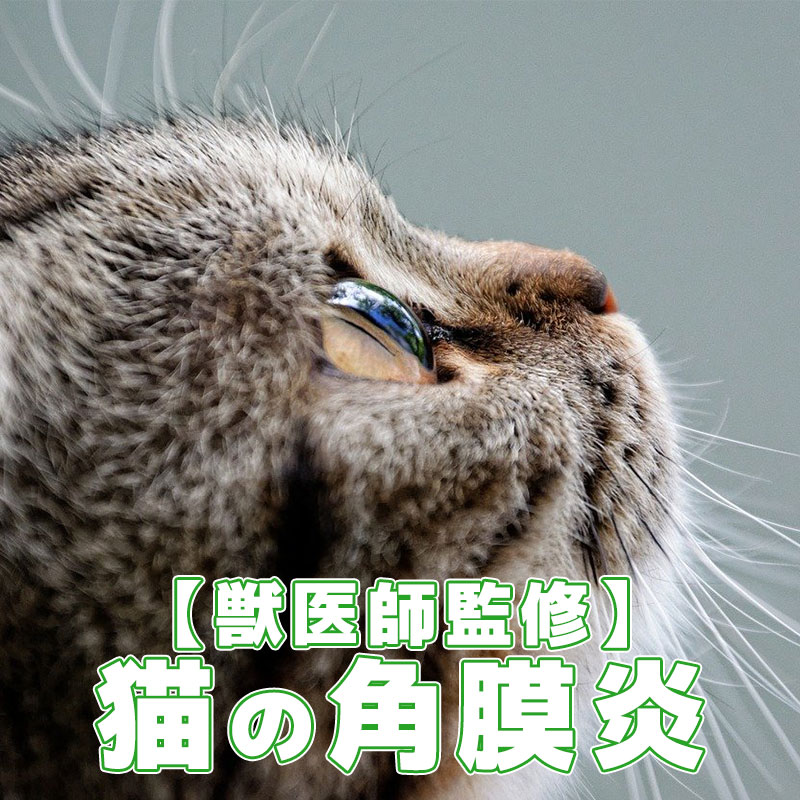 【獣医師監修】猫の角膜炎がどんな病気か知りたい！予防をして美しい瞳を守ろう！