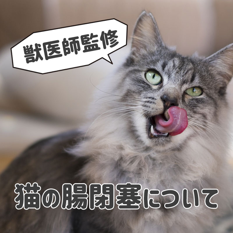 【獣医師監修】猫が異物を飲み込んでしまった！これって腸閉塞の兆候なの？