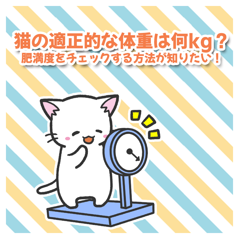 猫の適正的な体重は何kg？肥満度をチェックする方法が知りたい！
