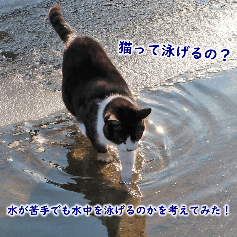 猫って泳げるの？水が苦手でも水中を泳げるのかを考えてみた！