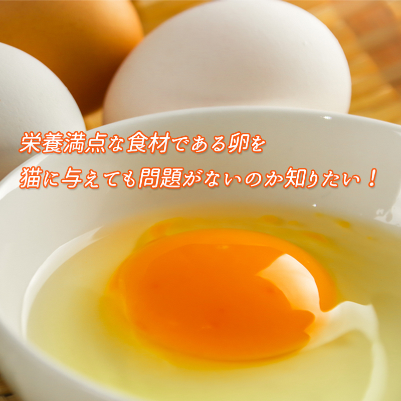 栄養満点な食材である卵を猫に与えても問題がないのか知りたい！