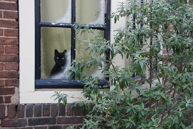 窓から覗く黒猫