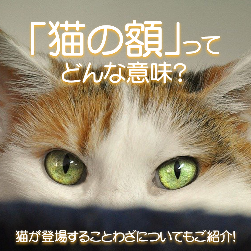 日本語でたびたび登場する猫の額という言葉の意味が知りたい！