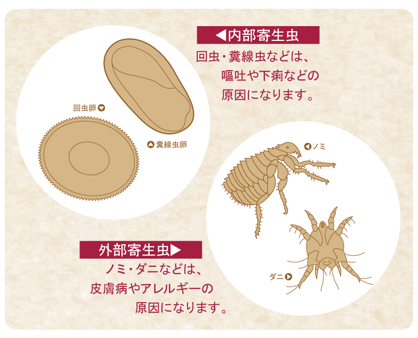 寄生虫