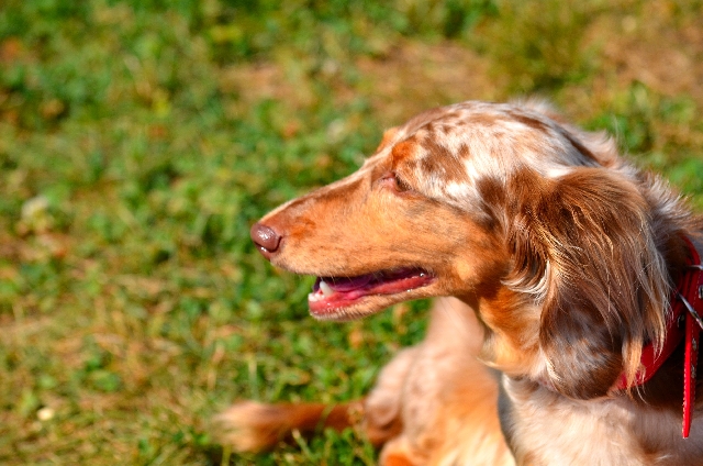 ● 春から夏にかけて特に注意が必要なのです!皮膚病予防について【犬】