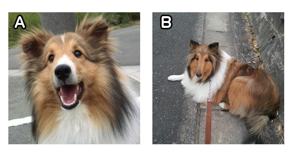 どっちがどっちクイズ 犬の総合情報サイト ペットスマイルニュースforワンちゃん
