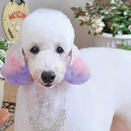 カラーグラデーションで女の子らしいスタイル ミニチュアプードルのヘアアレンジ 犬の総合情報サイト ペットスマイルニュースforワンちゃん