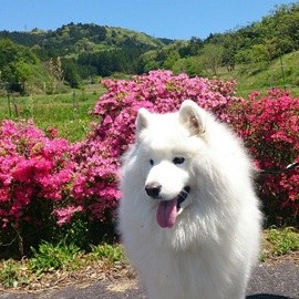 いつも笑顔 サモエド が可愛い その魅力と飼い方のポイント 犬の総合情報サイト ペットスマイルニュースforワンちゃん
