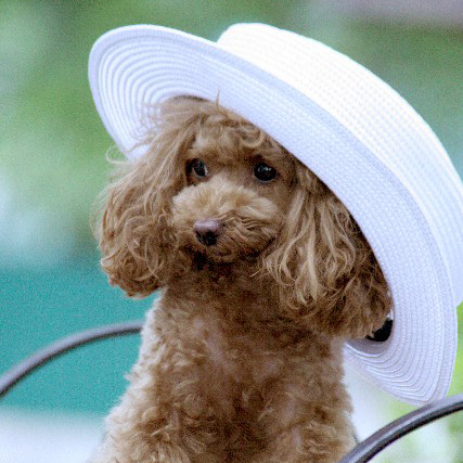 犬の夏対策 苦手な夏を元気に乗り切ろう 犬の総合情報サイト ペットスマイルニュースforワンちゃん
