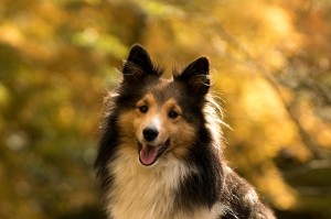 dog-1007598_640