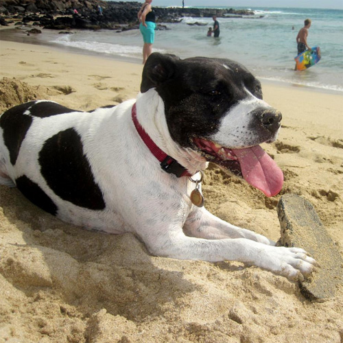 愛犬と一緒にハワイを楽しみたい！メリットもあればデメリットもある？