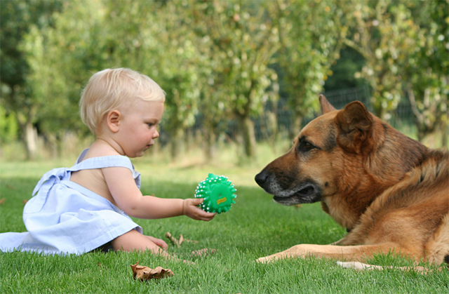 なぜ犬は赤ちゃんを守ろうとするの 赤ちゃんと犬の触れ合いの注意点 犬の総合情報サイト ペットスマイルニュースforワンちゃん