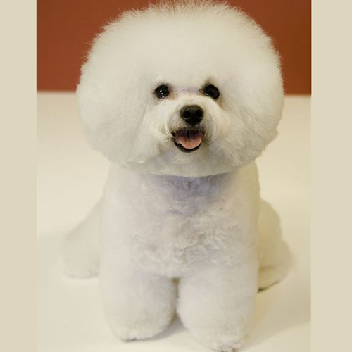 もふもふの白い毛が大人気 ビションフリーゼの特徴と性格は 犬の総合情報サイト ペットスマイルニュースforワンちゃん
