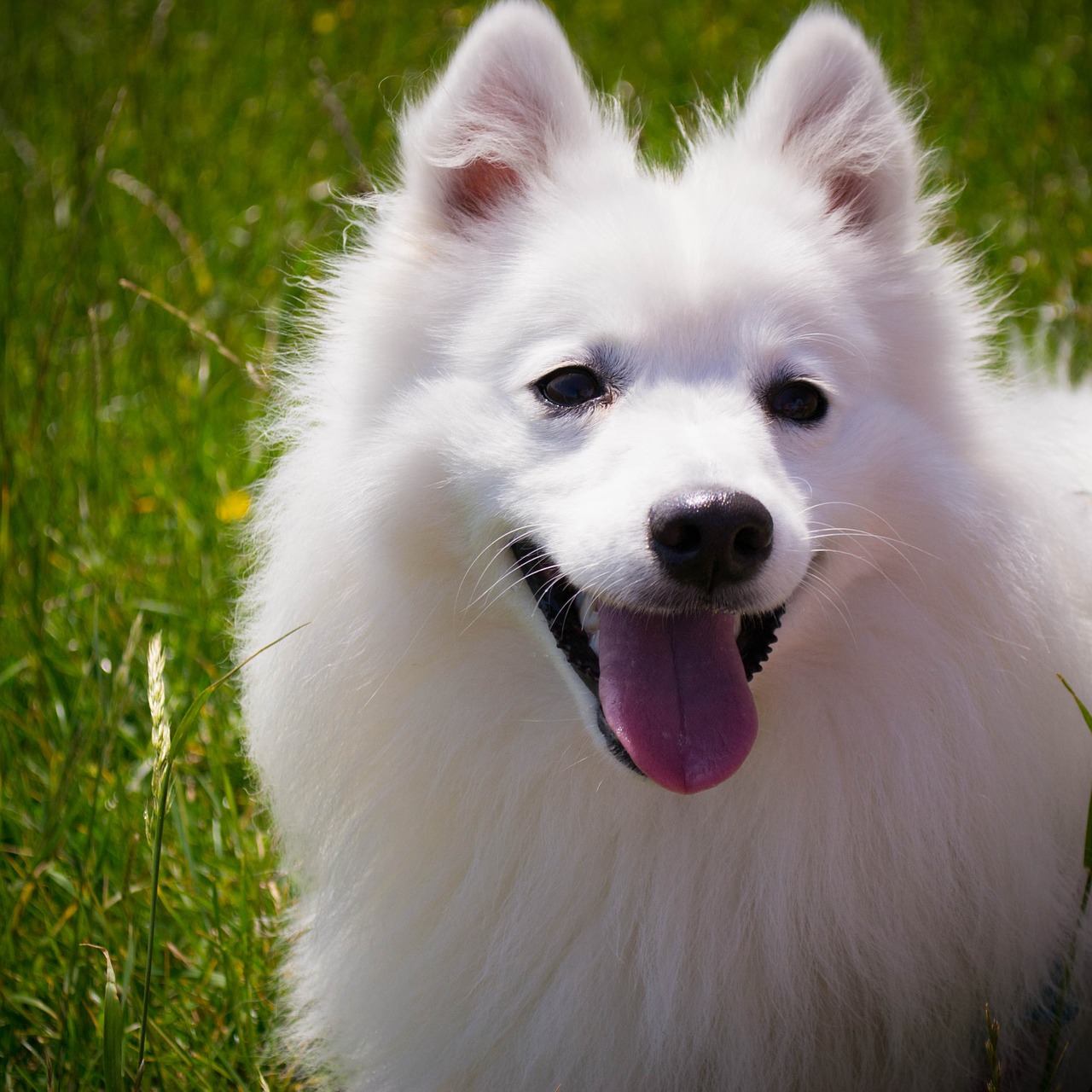 モフモフの白い毛並みとつぶらな瞳が愛しい 日本スピッツの性格や特徴をご紹介 犬の総合情報サイト ペットスマイルニュースforワンちゃん
