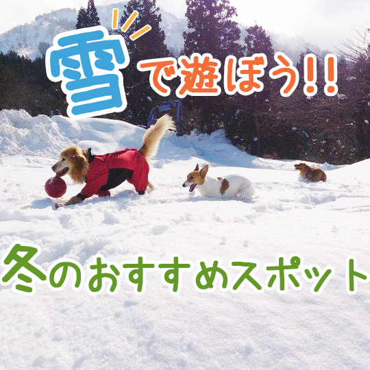 【2021-22】今年の冬はスキー場で雪遊びを遊ぼう！愛犬と遊べるおすすめスキー場&施設をご紹介！