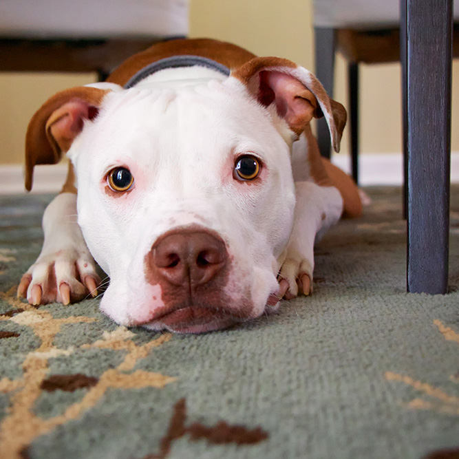 愛犬が家具を噛むのはなぜ？理由としつけ方法は？