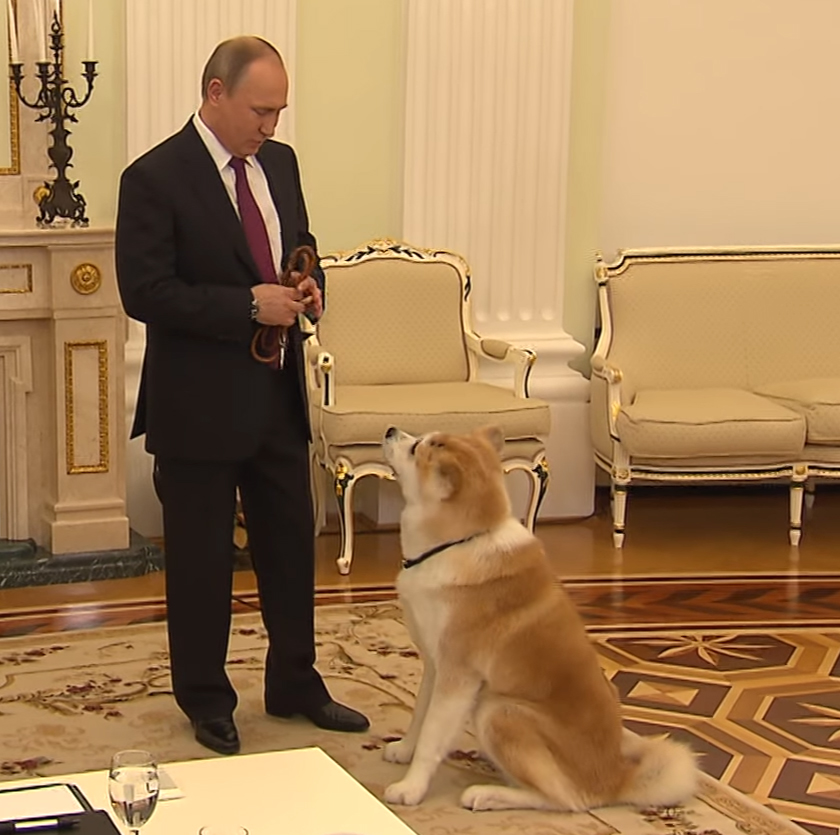 プーチン大統領の愛犬は 日本から贈られた秋田犬 ゆめ