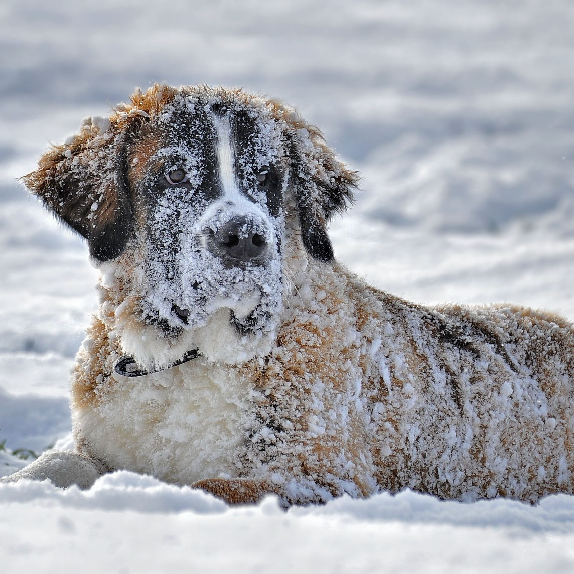 犬と雪遊びするときに気を付けること