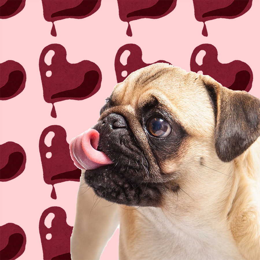 もうすぐバレンタイン♡犬にチョコレートは厳禁！こわ～い中毒症状