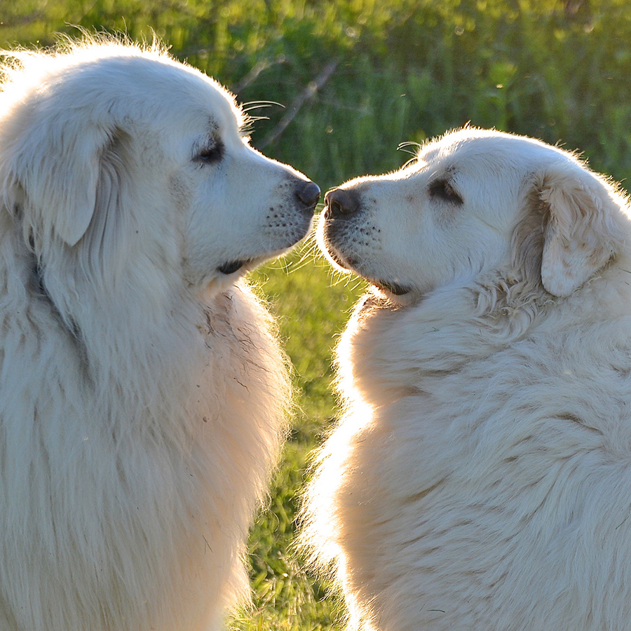 犬 種類 大型犬 白