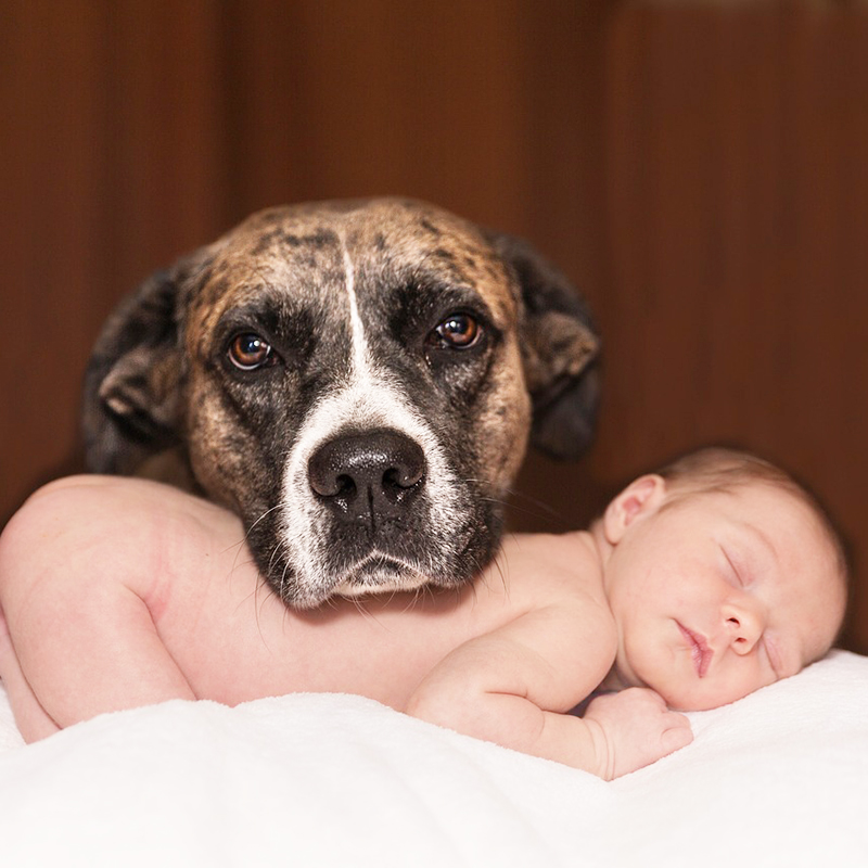 ドキドキの初対面！犬と赤ちゃんの初めての対面で注意すべきことは？