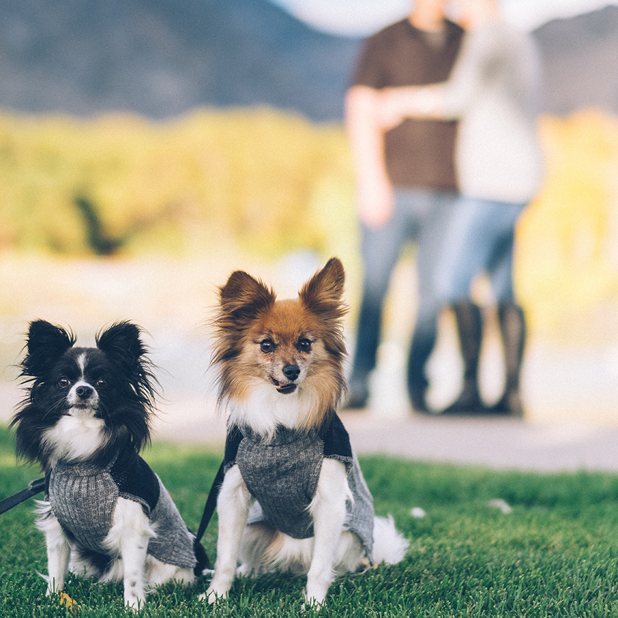 犬は自分の名前を覚えることができる 名前を覚えさせるメリットは