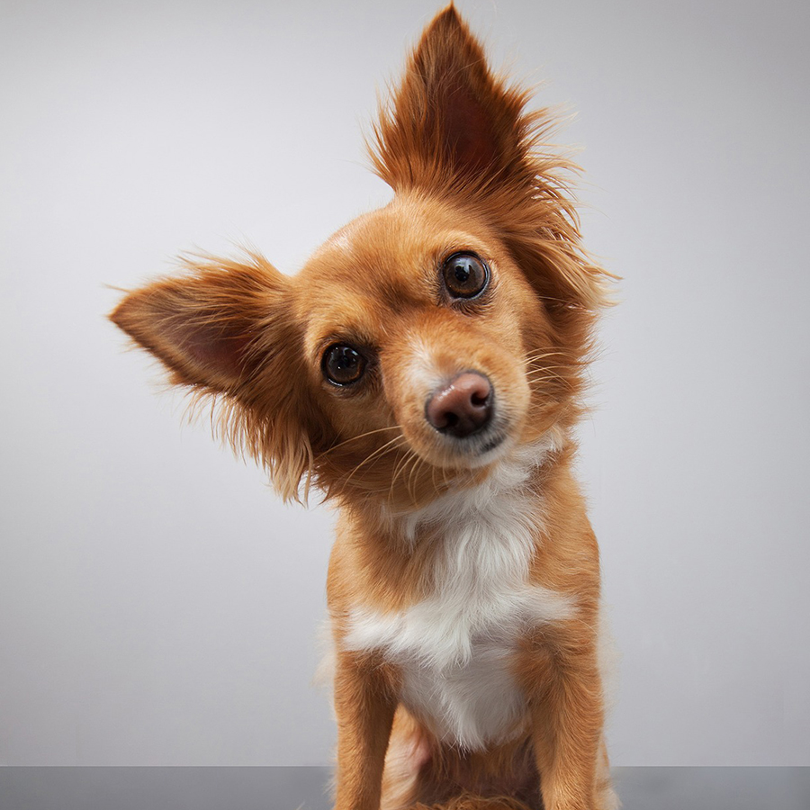 犬は耳の仕草でその時の気持ちが分かる