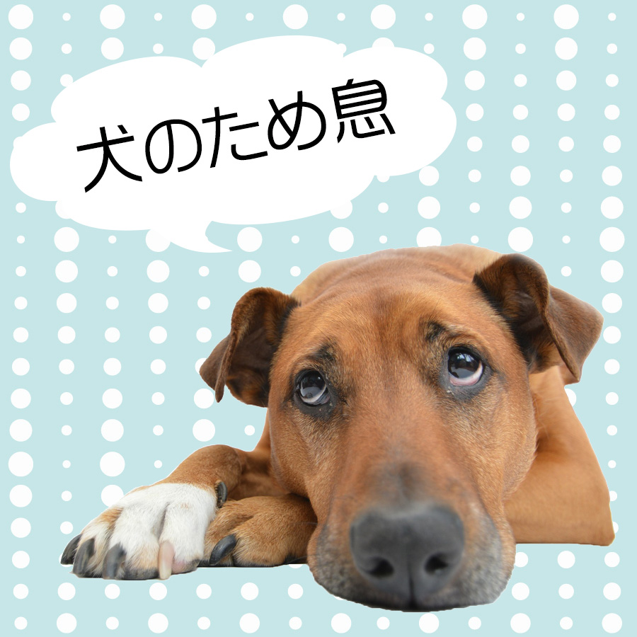 犬のため息は何のサイン⁈病気の可能性も？