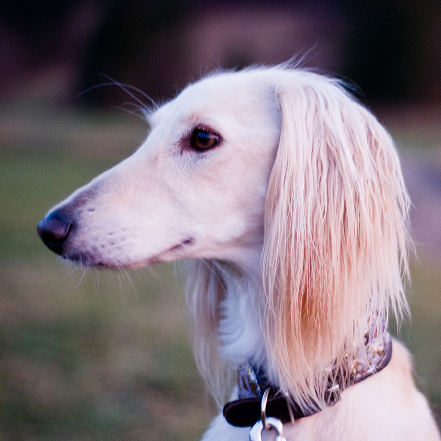 サルーキの子犬の性格や価格は 世界最古の犬を飼いたい 犬の総合情報サイト ペットスマイルニュースforワンちゃん