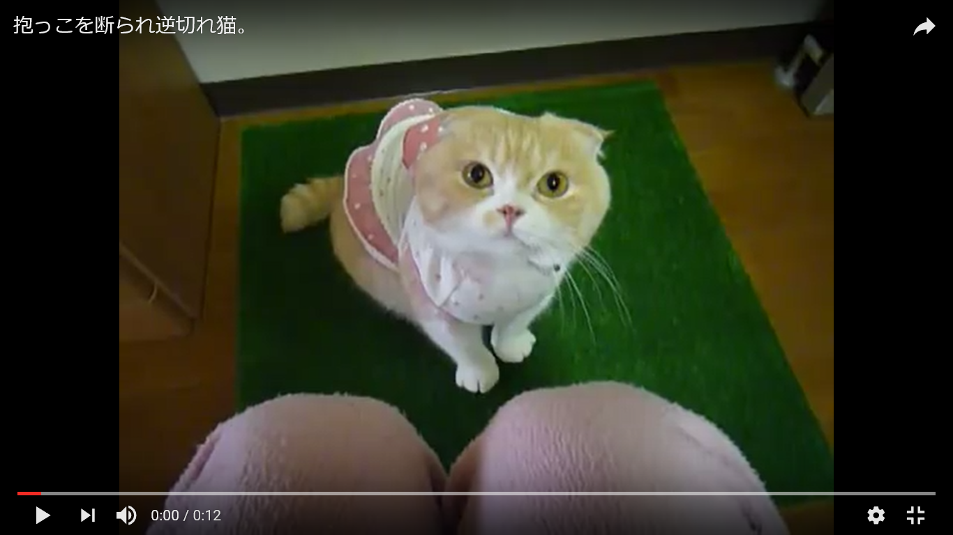 驚き動画 猫様に逆らったら痛いお仕置きが 抱っこを断られた猫のとった行動とは 猫の総合情報サイト ペットスマイルニュースforネコちゃん