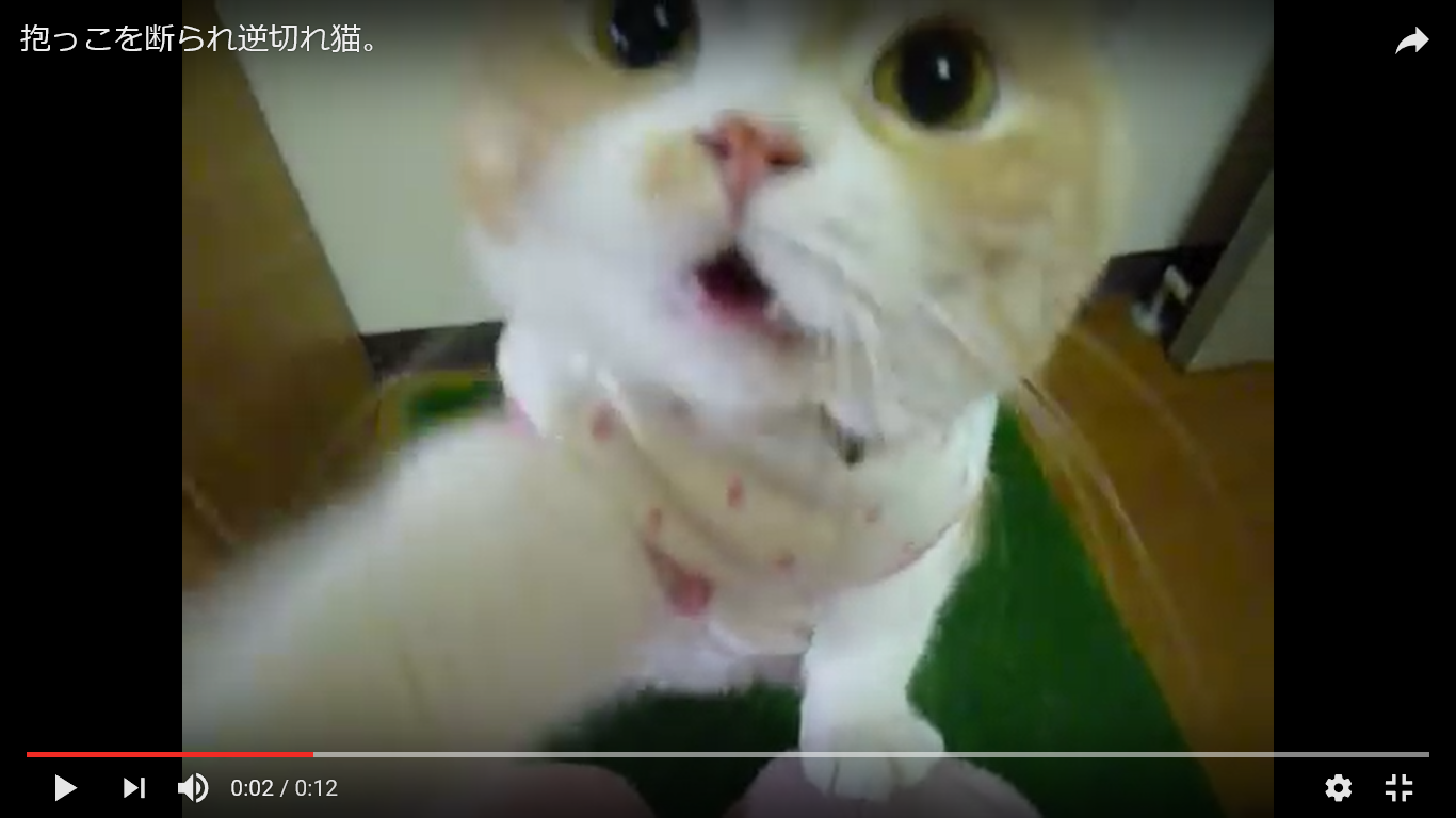 驚き動画 猫