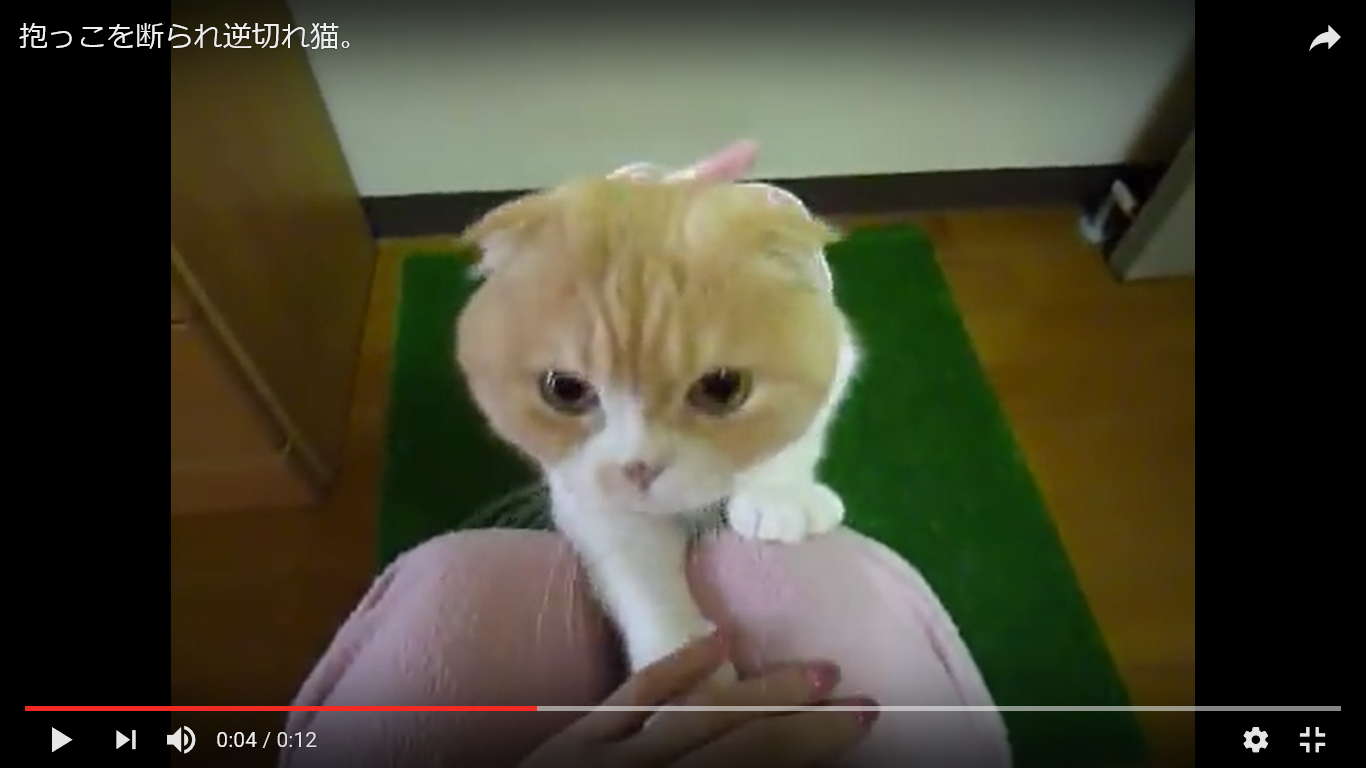 驚き動画 猫