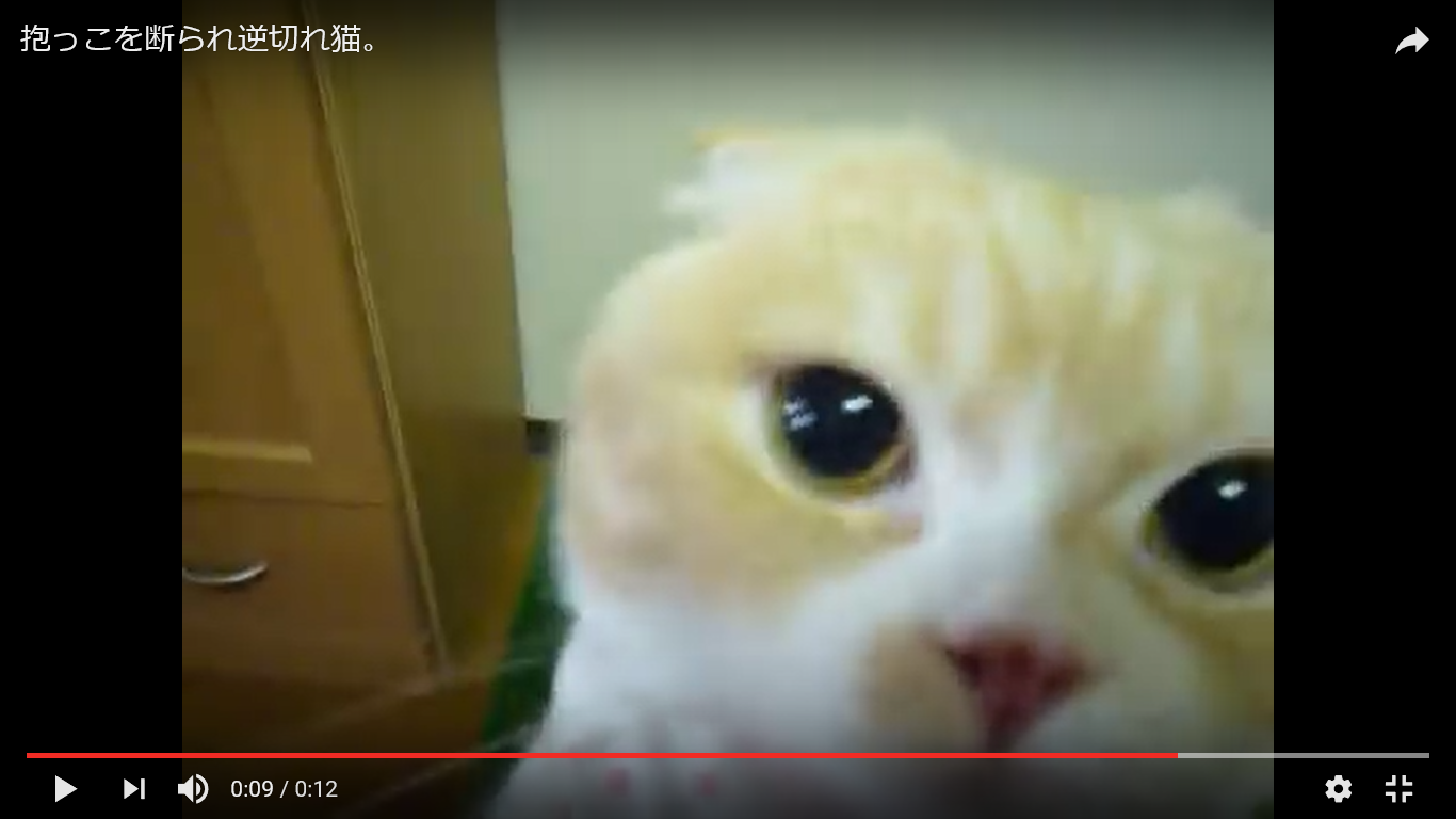 驚き動画 猫