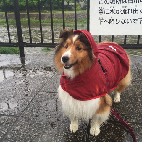 雨でも愛犬が散歩に行きたがる 雨の日の散歩の注意点と行けない時の対応